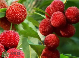 吃楊梅會(huì)感染sk5病毒嗎？吃楊梅感染sk5病毒是真的嗎？