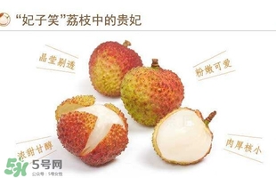 貴妃荔枝是哪里的？貴妃荔枝的產(chǎn)地是哪里
