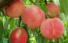 水蜜桃可以和香蕉一起吃嗎？水蜜桃可以跟香蕉同吃嗎？
