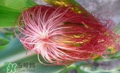 玉米須怎樣保存？玉米須可以曬干保存嗎？