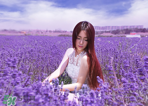 六月份還有薰衣草嗎？6月份哪里有薰衣草？