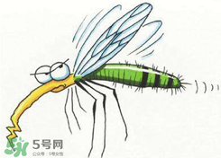 招蚊子是什么原因？招蚊子體質(zhì)怎么辦？