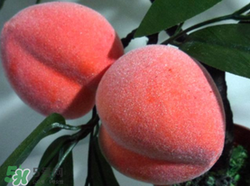 提子和桃子能一起吃嗎？提子和桃子一起吃好嗎？