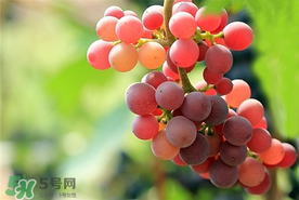 提子一天吃多少？提子一天吃幾個？