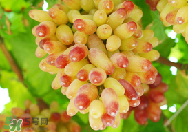 提子一天吃多少？提子一天吃幾個？