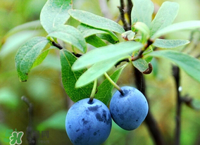 藍(lán)莓熱量高嗎？藍(lán)莓醬熱量高嗎？