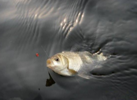 六月份怎么釣鯽魚？6月份釣鯽魚用什么餌料？