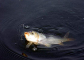 六月份怎么釣鯽魚？6月份釣鯽魚用什么餌料？