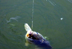 六月份怎么釣鯽魚？6月份釣鯽魚用什么餌料？