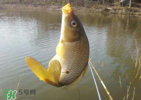 六月份怎么釣鯉魚？六月份釣鯉魚技巧