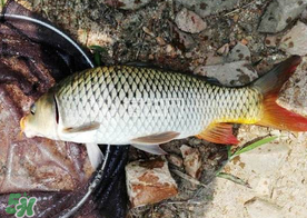 六月份怎么釣鯉魚？六月份釣鯉魚技巧