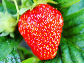 夏天有草莓嗎？夏天草莓結(jié)果嗎？