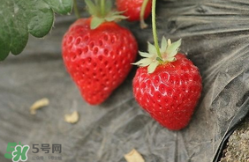 夏天有草莓嗎？夏天草莓結(jié)果嗎？