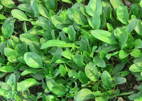 夏天可以種菠菜嗎？夏天菠菜為什么難種植？