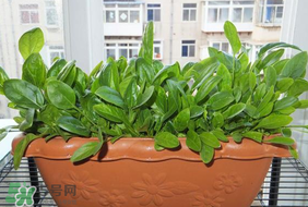 夏天可以種菠菜嗎？夏天菠菜為什么難種植？