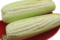 糯玉米怎么保存時間長？新鮮的糯玉米如何保存