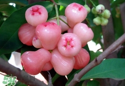 蓮霧什么季節(jié)吃最好？什么品種的蓮霧最好吃