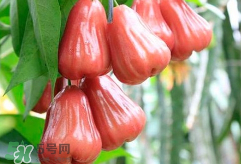 蓮霧什么季節(jié)成熟？蓮霧什么時候成熟