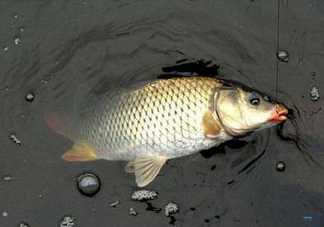六月份怎么釣鯽魚？6月份釣鯽魚用什么餌料？