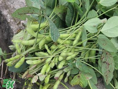 六月份可以種毛豆嗎？六月份毛豆怎么種植？