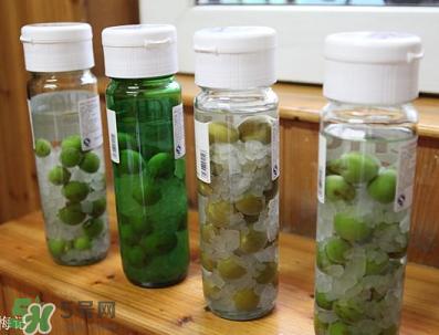 青梅酒用什么酒泡？青梅酒用什么酒好？