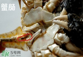 面包蟹是哪里產(chǎn)的？面包蟹哪里不能吃圖解
