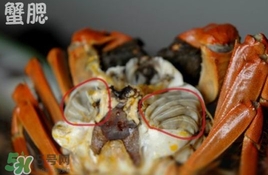 面包蟹是哪里產(chǎn)的？面包蟹哪里不能吃圖解