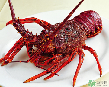 澳洲龍蝦是淡水的嗎？澳洲龍蝦是海鮮嗎？