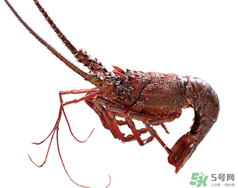 澳洲龍蝦一只多少錢(qián)？澳洲龍蝦多少錢(qián)一只？