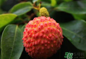 吃荔枝會(huì)流鼻血嗎？荔枝吃多了會(huì)流鼻血嗎？