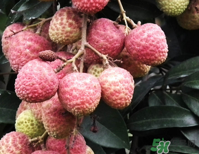 荔枝吃多了會流鼻血嗎？吃荔枝會流鼻血嗎？