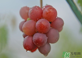 提子皮澀怎么處理？提子皮澀能吃嗎？