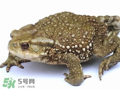 蟾蜍怎么讀？蟾蜍是保護(hù)動物嗎？