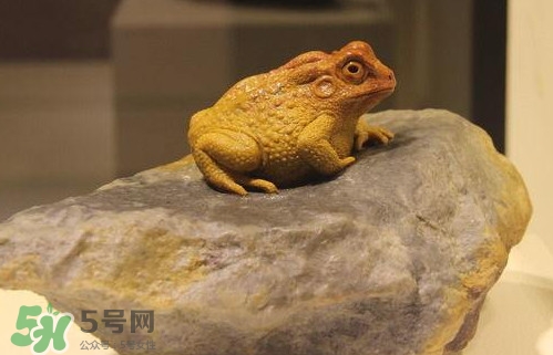 蟾蜍能活多久？蟾蜍可以活多少年