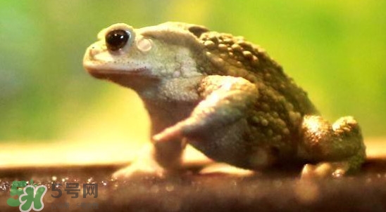 蟾蜍是害蟲還是益蟲？蟾蜍是幾級保護(hù)動(dòng)物