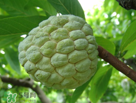 番荔枝什么時候成熟？番荔枝什么時候開花？