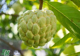 番荔枝什么時候成熟？番荔枝什么時候開花？