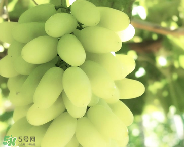 馬奶葡萄什么時候上市？馬奶葡萄2017上市時間