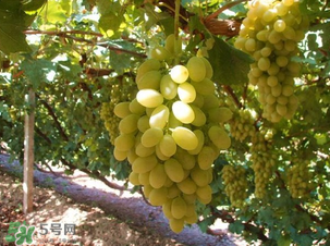 馬奶葡萄多少錢一斤？馬奶葡萄2017價(jià)格