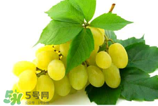 馬奶葡萄多少錢一斤？馬奶葡萄2017價(jià)格