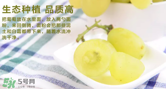 馬奶葡萄怎么保存？馬奶葡萄保存方法