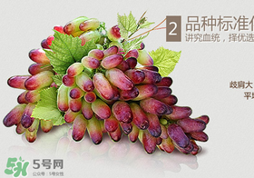 馬奶葡萄怎么保存？馬奶葡萄保存方法