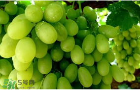 馬奶葡萄怎么保存？馬奶葡萄保存方法