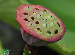 蓮蓬多少錢一斤？蓮蓬多少錢一個(gè)？