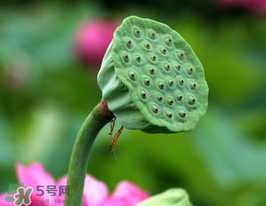 蓮蓬多少錢一斤？蓮蓬多少錢一個(gè)？
