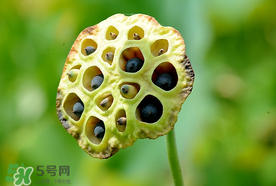 蓮蓬什么時候成熟？蓮蓬什么時候上市？