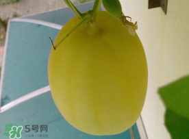 黃金瓜什么時(shí)候成熟？黃金瓜什么時(shí)候吃？