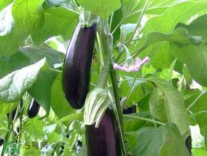 茄子怎么挑選？如何挑選茄子？
