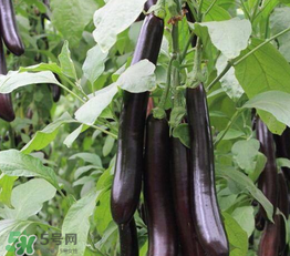 茄子皮敷臉可以祛斑嗎？茄子皮祛斑正確方法