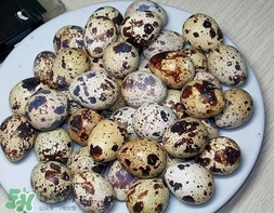 鵪鶉蛋和雞蛋哪個營養(yǎng)價值高？鵪鶉蛋怎么選購？